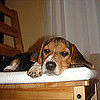 Guess What Breed Superquiz: Ain't Nuthin' but a Hound Dog