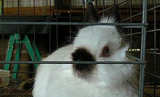 Rabbits Pose Differently Based on Breed: In the LINK of an Eye!