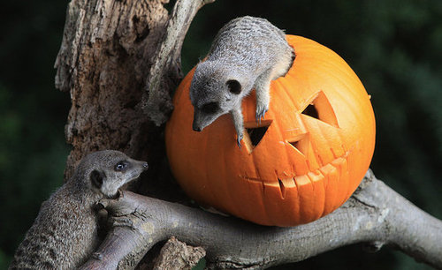 Bristol Zoo Celebrates Halloween Bristol Zoo Celebrates Halloween