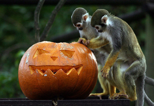 Bristol Zoo Celebrates Halloween Bristol Zoo Celebrates Halloween
