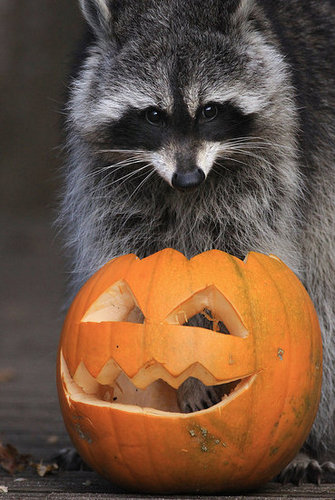 Bristol Zoo Celebrates Halloween Bristol Zoo Celebrates Halloween