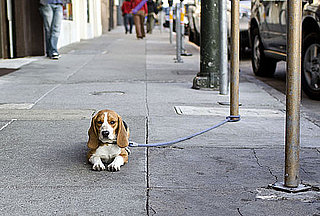 Do Tell: Do You Greet Pets on the Street?