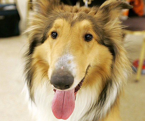 AKC AKC