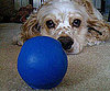 Pet Pic of the Day: It's a Great Ball, Charlie Brown