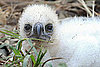 Hi, Chickee: Peep a Teensy Harpy Eagle Babe