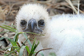 Hi, Chickee: Peep a Teensy Harpy Eagle Babe