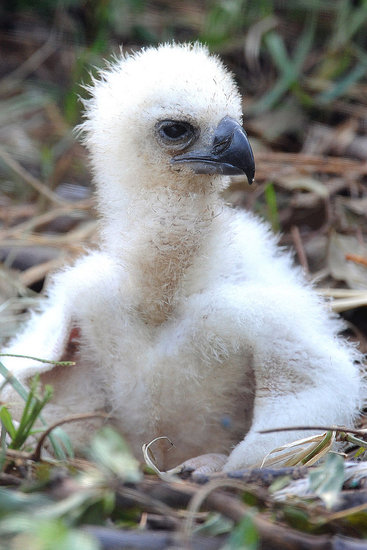 Small Eaglet, Big Eagle Small Eaglet, Big Eagle