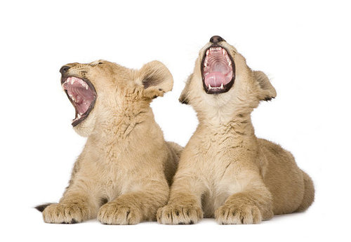 Sleepy Lions Sleepy Lions