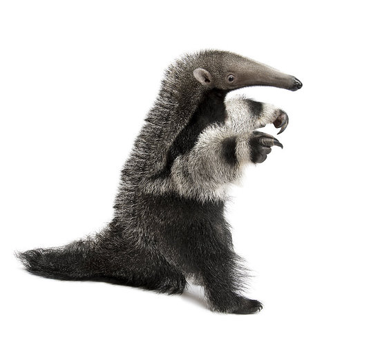 Tall Anteater