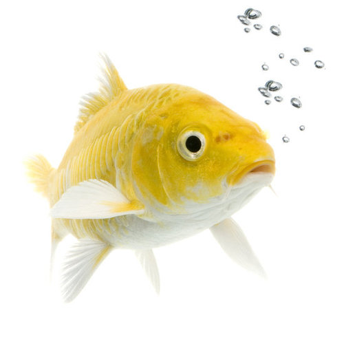 Tiny Bubbles Tiny Bubbles