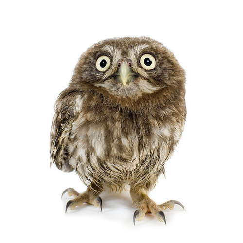 What a Hoot What a Hoot