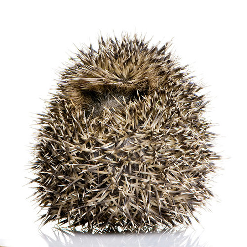 Spiked Spiked
