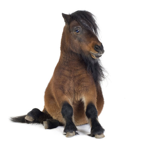 My Little Pony My Little Pony