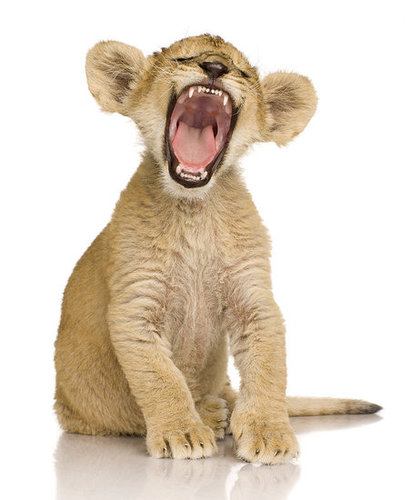 Yawn Yawn