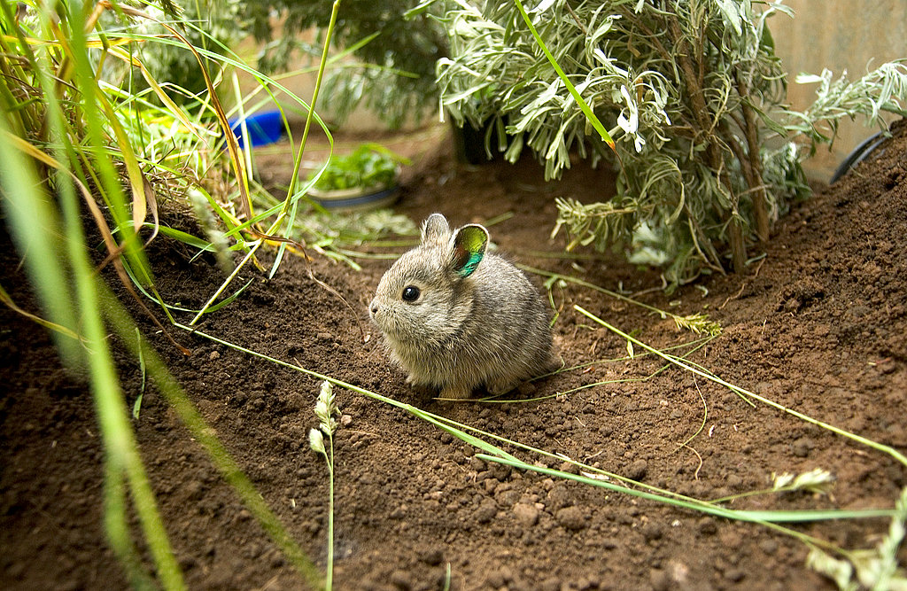Not only do they weigh in around 400 grams, but Columbia Basin Pygmy Rabbits are also about the length of a pencil!
Not only do they weigh in around 400 grams, but Columbia Basin Pygmy Rabbits are also about the length of a pencil!