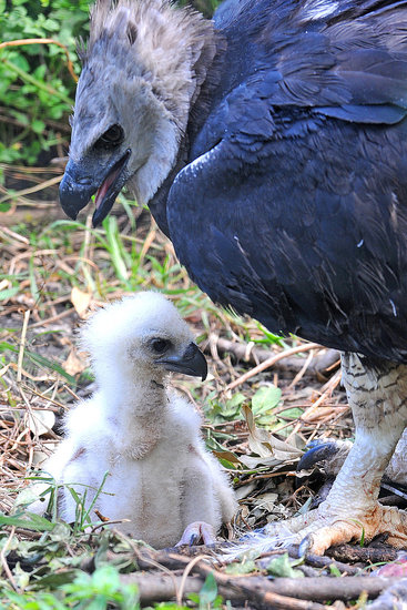 Protective Parent