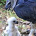 Protective Parent