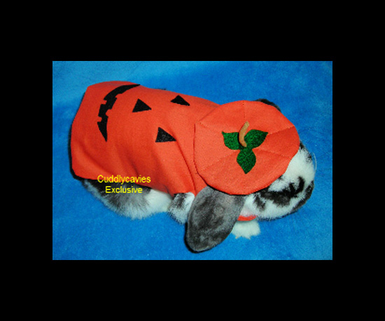 Jack O'Rabbit Jack O'Rabbit
