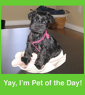 Someone's Got a Cuuuute Pet (Hope It's You!)