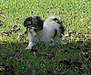 Pet Pic of the Day: Bruno's Outdoor Adventure
