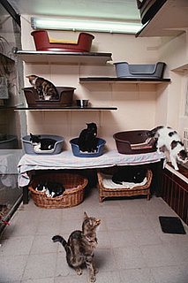 Do You Know How Many Pets Are Allowed Per Household?