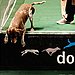 Sport Two: Diving Dogs