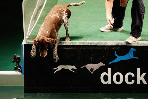 Sport Two: Diving Dogs Sport Two: Diving Dogs