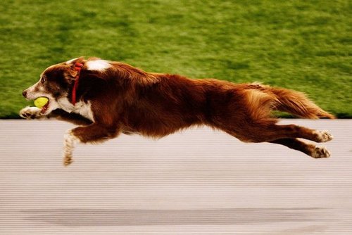 Sport Three: Flyball Sport Three: Flyball