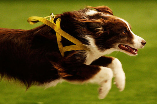 Run, Run, Run Run, Run, Run