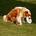 Sport One: Canine Disc