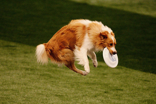 Sport One: Canine Disc Sport One: Canine Disc