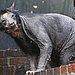 It's a Spectacle(d) Bear