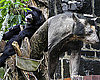 The Scoop: Dolores Is the Beary Hairless Bear