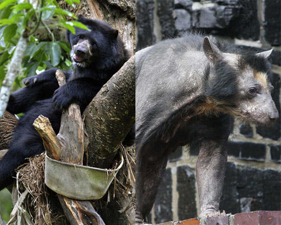 The Scoop: Dolores Is the Beary Hairless Bear The Scoop: Dolores Is the Beary Hairless Bear