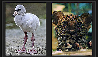 Play Our Baby Animal Faceoff For a Chance to Win $1,000!