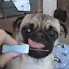 Do Your Dogs Like Peanut Butter?