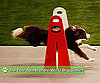 Fur-vival of the Fittest: Behind-the-Scenes at the World Dog Games