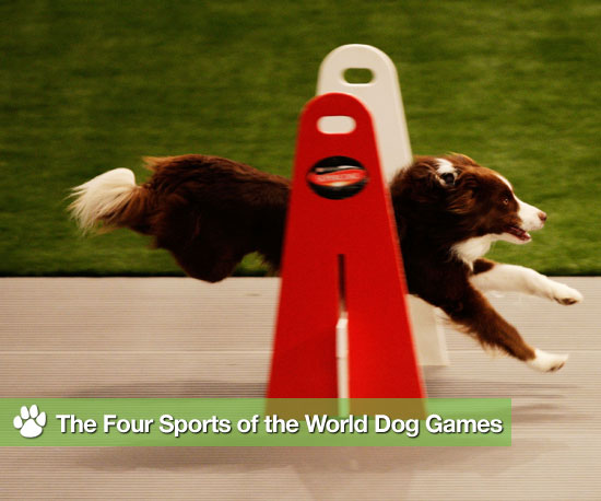 Fur-vival of the Fittest: Behind-the-Scenes at the World Dog Games Fur-vival of the Fittest: Behind-the-Scenes at the World Dog Games
