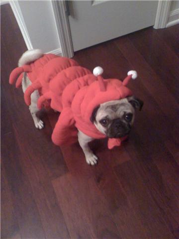 All Puggy Eyes Up Top All Puggy Eyes Up Top