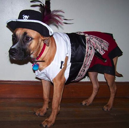 Pirate Pooch Pirate Pooch