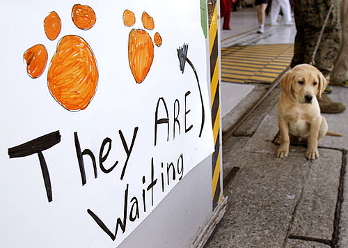 Do Tell: Have You Ever Fostered a Military Pet? 