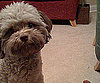 Pet Pic of the Day: Here's Lookin' at You, Coco Chanel