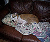 Pet Pic of the Day: Shelle, the Sleepyhead