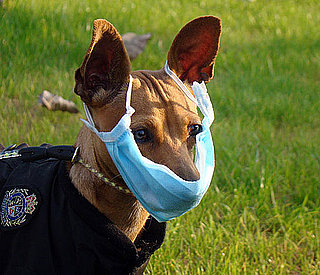 H1N1 Face Mask For Pets: Really Smart or Really Ridiculous? 