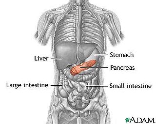 Organ Lessons: The Pancreas