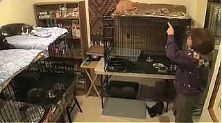 Cat Lady Documentary