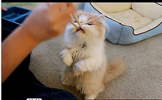 Happy Caturday! 
