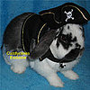 Are Your Ready For the Halloween Bunny?
