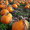 Ghost Pictures and History of Halloween and Jack-o'-Lanterns