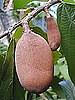 Cupuaçu in Beauty Products